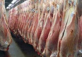 شرایط واردات گوشت قرمز و دام از 8 کشور فراهم شد